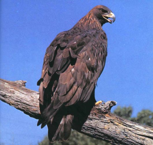 The Golden Eagle Photography