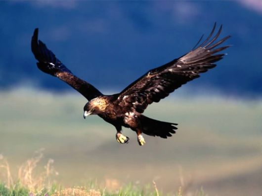The Golden Eagle Photography