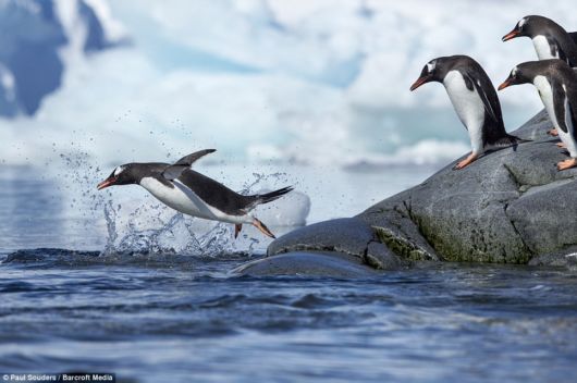 Playful Penguins In Antarctica