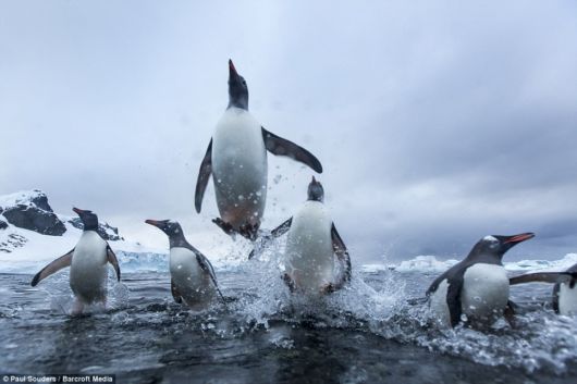 Playful Penguins In Antarctica