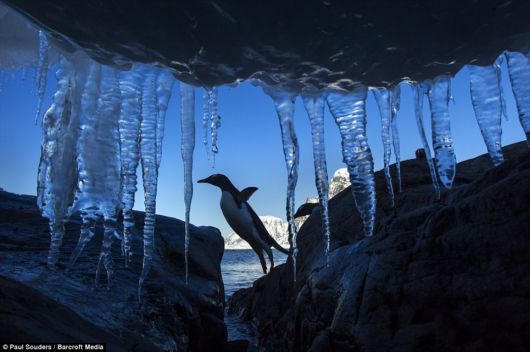 Playful Penguins In Antarctica