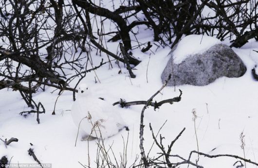 Can You Spot The Invisible Animals?